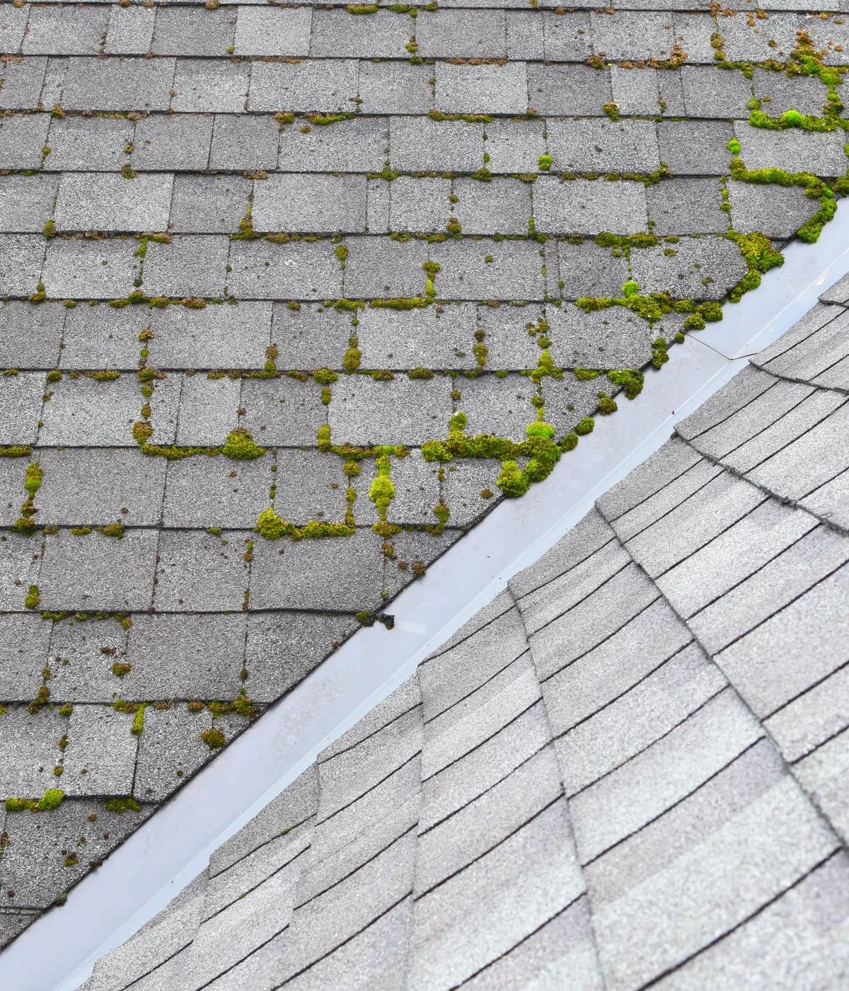 Moss and lichen on a slate roof
