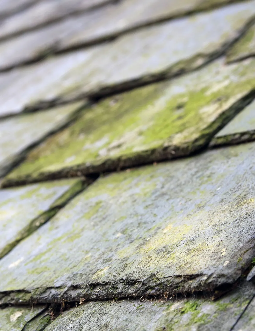 Moss growing between roof slates