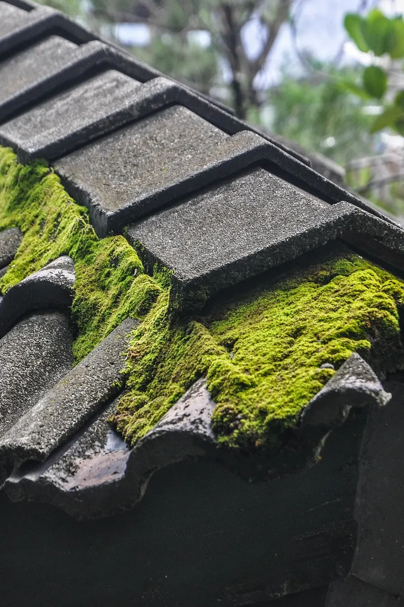 Moss growing over the ridge tiles of a roof